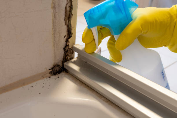 Best Residential Mold Remediation in South Wilton, CT