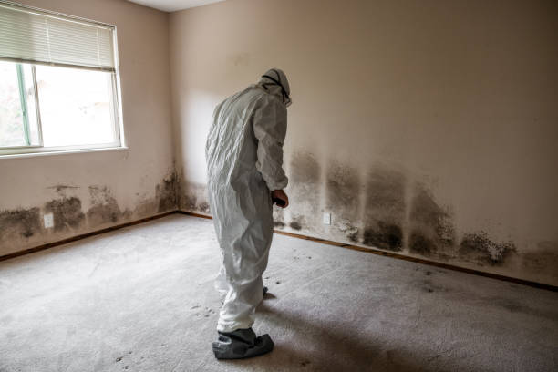 Best Industrial Mold Remediation in South Wilton, CT