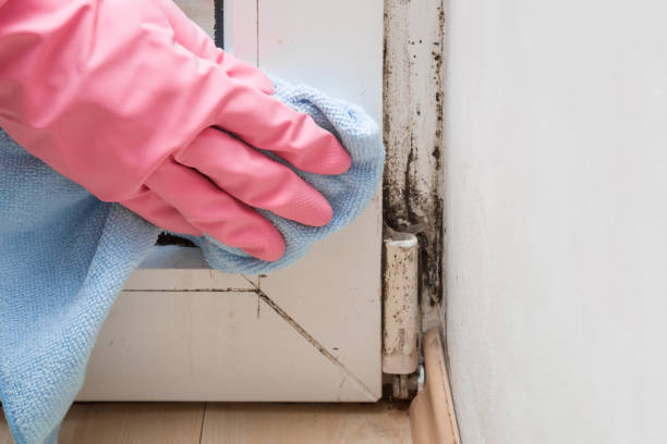 Professional Mold Remediation in South Wilton, CT