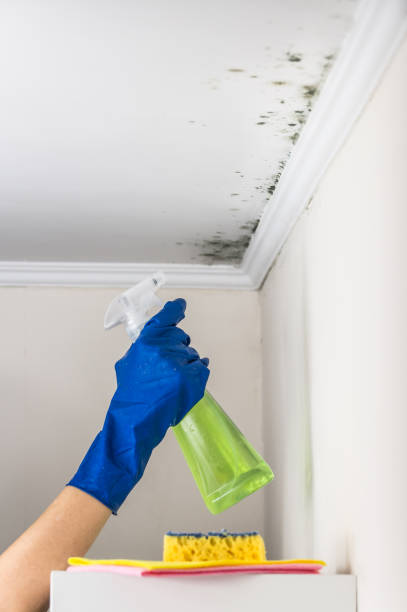 Best HVAC Mold Remediation in South Wilton, CT